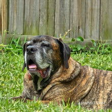 Load image into Gallery viewer, PHOTOS