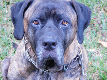 Load image into Gallery viewer, NEXT SHIPPING TUESDAY JAN 13th
