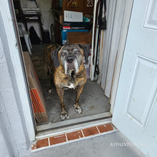 Load image into Gallery viewer, DogBrowning
